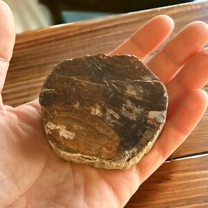 Petrified Wood Slab